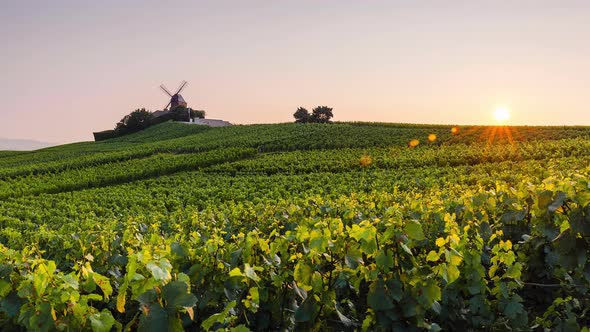 Sunrise Time Lapse of vineyard in Champagne region, Ardennes, France alt