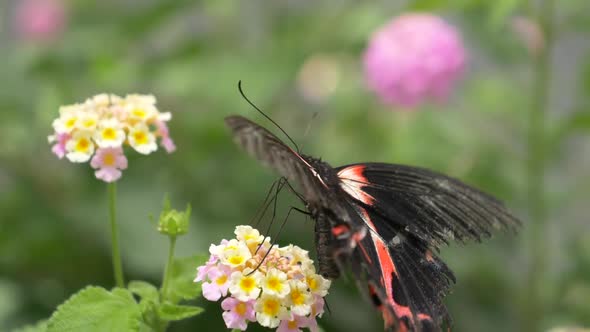 Macro shot of female Scarlet Mormon Butterfly with red and black wings drinking nectar with legs sit alt