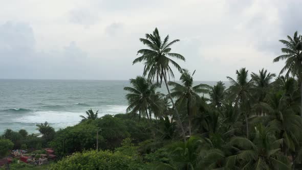 palm trees and the ocean in cloudy weather