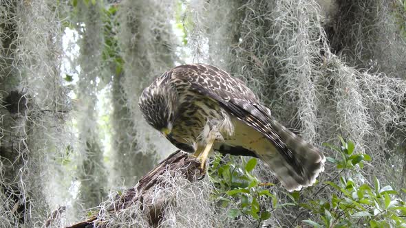 Young Red-Shouldered Hawk Feeds on Dragonfly