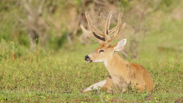 Wild mammal, large adult marsh deer, blastocerus dichotomus sitting on the ground at the riverbank, alt