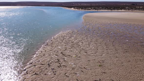 Flock of terns in flight and landing on sandbank of estuary; aerial view alt