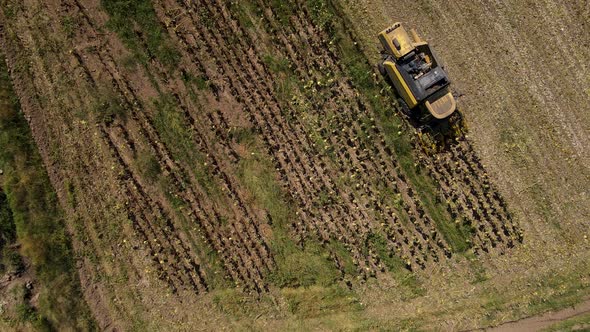Harvesting Sunflowers Growing in a Farmer's Field alt