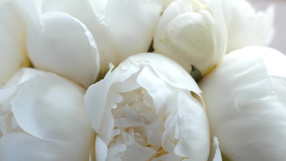 Blooming White Peony