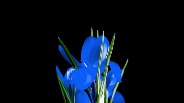Timelapse of Blue Crocus Flower Blooming on Black Background Alpha Channel alt