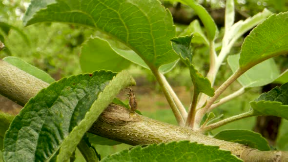 Crop Pest Control. Common Leaf Weevil Insect Pest. Crop Protection in Orchards alt