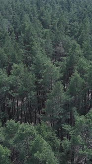 Vertical Video of Pine Forest Aerial View Slow Motion alt