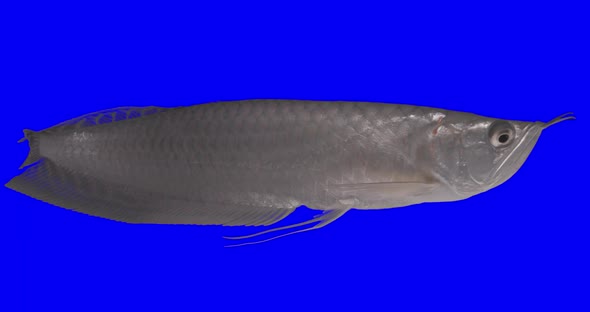 Arowanafish