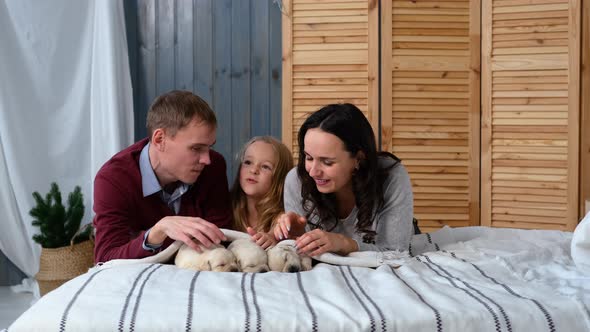 Family Petting Three Cute Sleeping Puppies on Bed alt