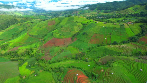 Aerial view of agriculture in rice fields for cultivation alt