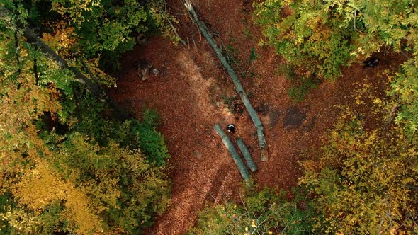 In The Forest, From Above