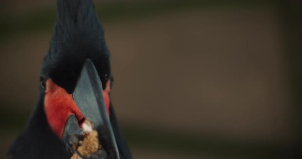 Close up of a Beautiful Black Palm Cockatoo eating peanut. BMPCC 4K alt