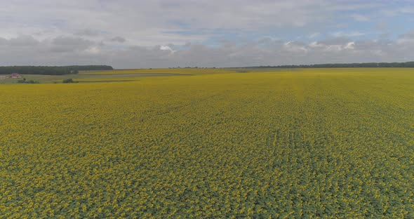 Aerial shot of sunflower field alt