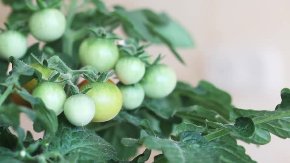 Bush Of Tomatoes In A Pot. Clusters Of Tomatoes Are Visible. Some Are Ripe, Some Are Still Green. alt