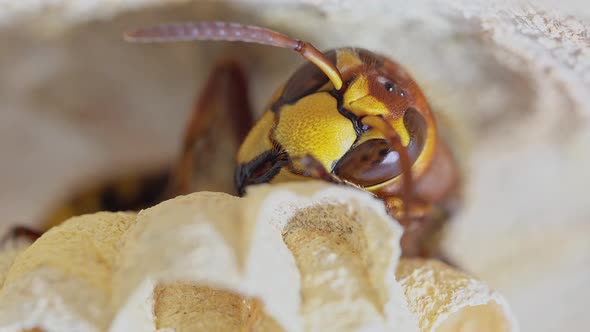 Detail of a hornet at rest. (insect of the genus Vespa) alt