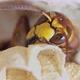 Detail of a hornet at rest. (insect of the genus Vespa) - VideoHive Item for Sale