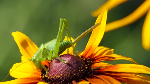 Locust Grasshopper alt