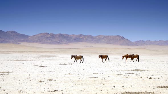 Wild Horses Walking in the Desert