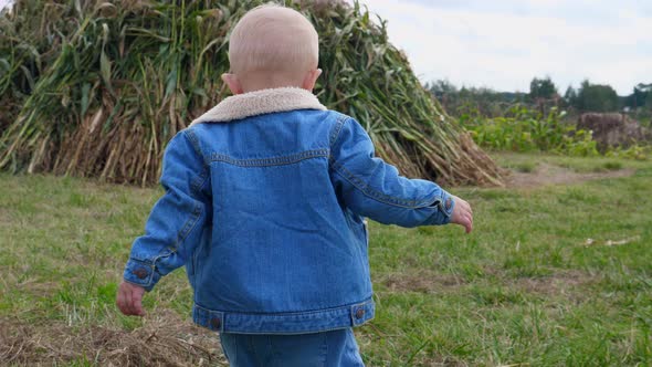 Back View of Baby Walking in the Pumpkin Patch Among Corn Maze and Wooden Boxes with Pumpkins alt