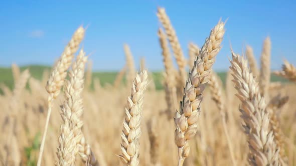 Walking Through A Field Of Rye In Countryside 2