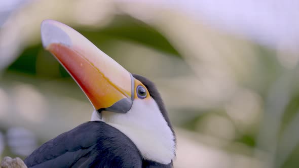 Close Up of a Ramphastos Toco Bird with its Beautiful Long Orange Beak with a Forest Background. alt