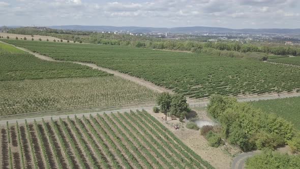 Aerial view vineyards agriculture field summer season harvest nature rural landscape Mainz Germany