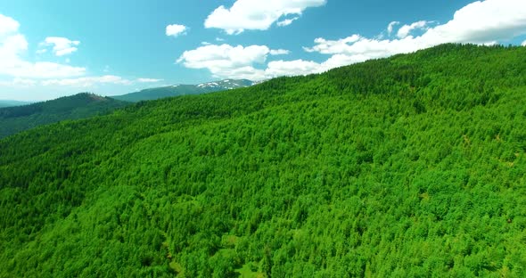 Drone Mountain Forest. Summer Ukrainian Carpathians. Alps Daylight Mountain Landscape. alt