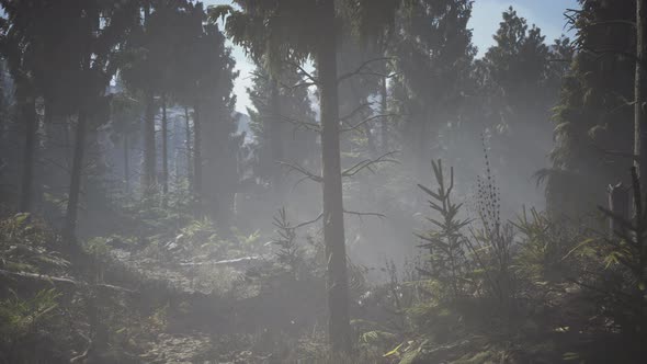 Pine and Spruce Tree Forest alt