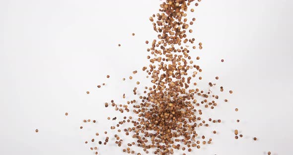 Coriander, coriandrum sativum, seeds falling against White Background, Slow Motion 4K alt
