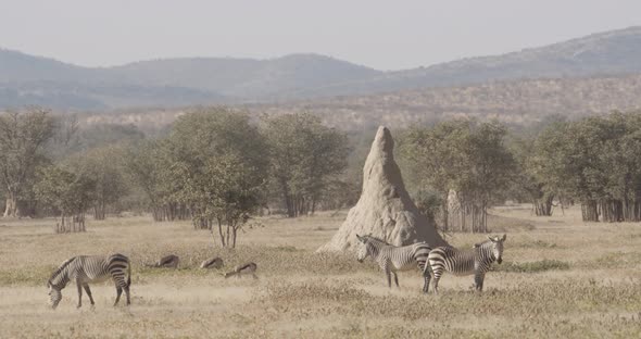 Mountain Zebras Feeding
