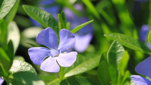 Periwinkle Blue Flowers  Blossom
