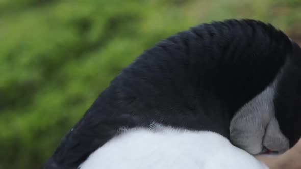 Close up of an Atlantic Puffin head looking around, on Skomer Island coastline, Wales alt