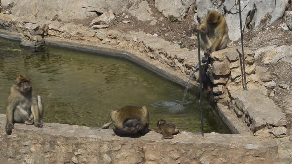 Barbary macaque monkey troop chilling by fountain well in Gibraltar. alt