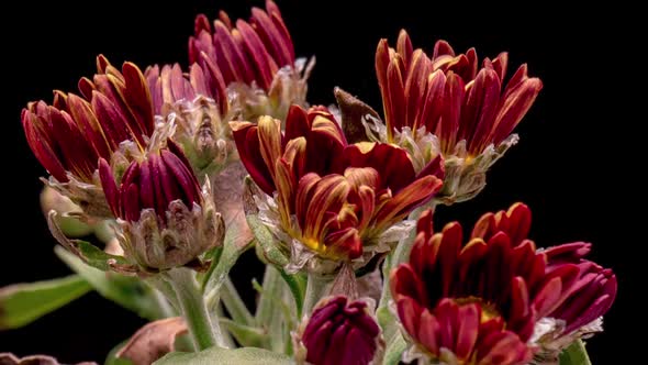 Time Lapse Blooming Chrysanthemum Flowers alt