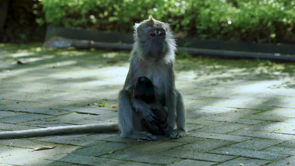 Long tailed macaque, mother and babe, Macritchie reservoir singapore alt