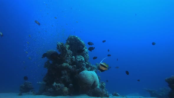 Marine Life Tropical Fish Garden alt