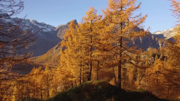 Side POV Walking on Fall Woods Path Near Trees with Sun and Snowy Mounts