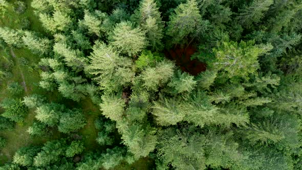 Beautiful Mountainous Area. Forest in the Mountains. View From Above. Trees Grow on Hills. Ukrainian