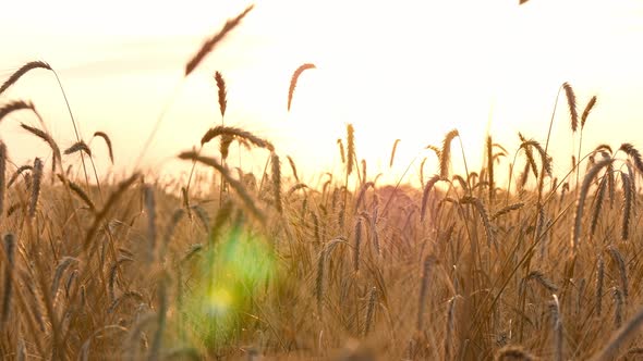 Ripe Wheat Before Harvest in a Field at Sunset. Agriculture, Agricultural Products. alt