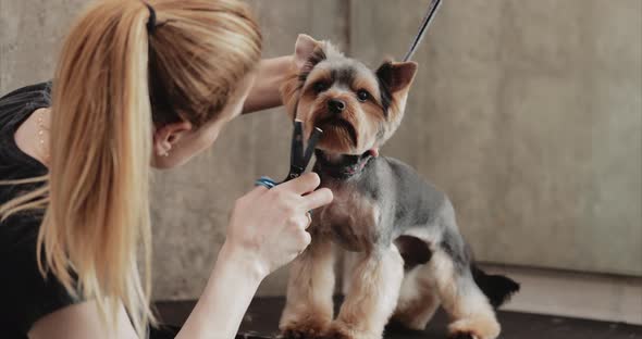 Professional Haircut Dog Yorkshire Terrier in the Grooming Salon alt