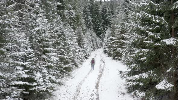 Following pretty woman walking in winter forest.