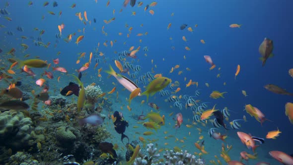 Coral Reef Fish Scene alt