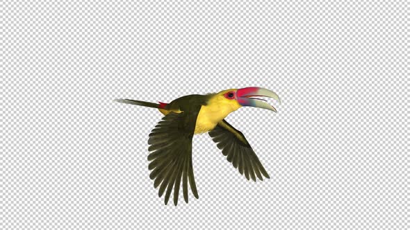 Toucan Bird - III - Saffron Aracari - Flying Loop - Side Angle