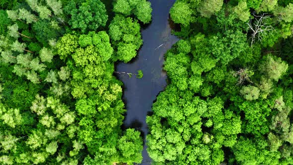 Green forest and blue river, aerial view of Poland alt