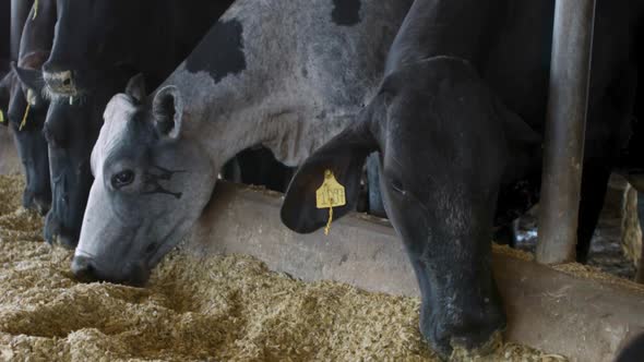milk cow in confinement eating feed