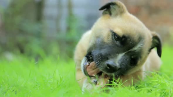 Little Dog Gnaws a Bone on an Open Green Lawn alt