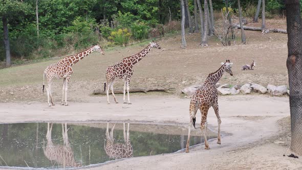 Reticulated giraffes (Giraffa reticulata) and zebra in the large enclosure