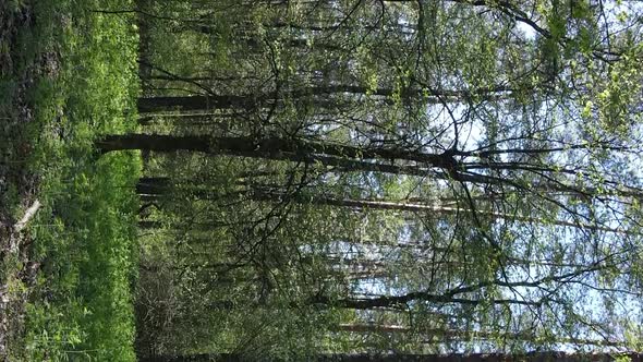 Vertical Video of Green Forest During the Day alt