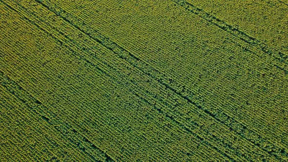 Above of Sunflowers in Blossom alt