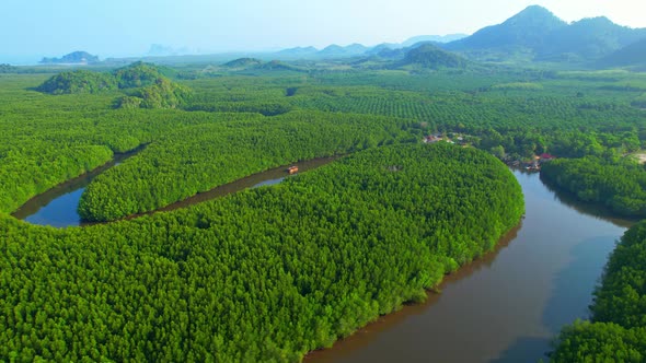 4K Aerial view of mangrove forest at khao jom pa, trang, Thailand. 4k Footage alt
